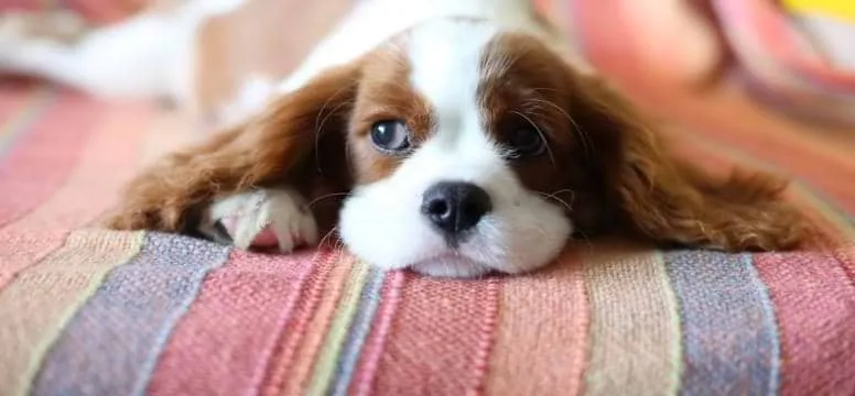 寝そべった犬